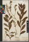 Foto von Salix purpurea L. x Salix silesiaca Willd.